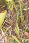 Wiregrass gentian